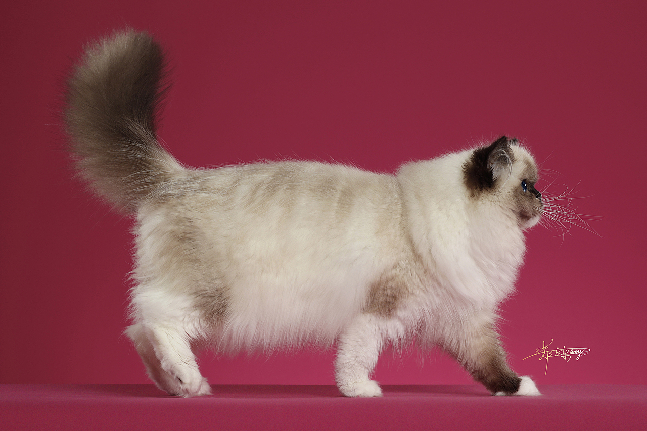 AMYWORKS-布偶猫（图ZMjY1MTM2Njg4） - 宠物摄影 - 站酷设计师AMYWORKS赛猫摄影原创素材 - 站酷ZCOOL