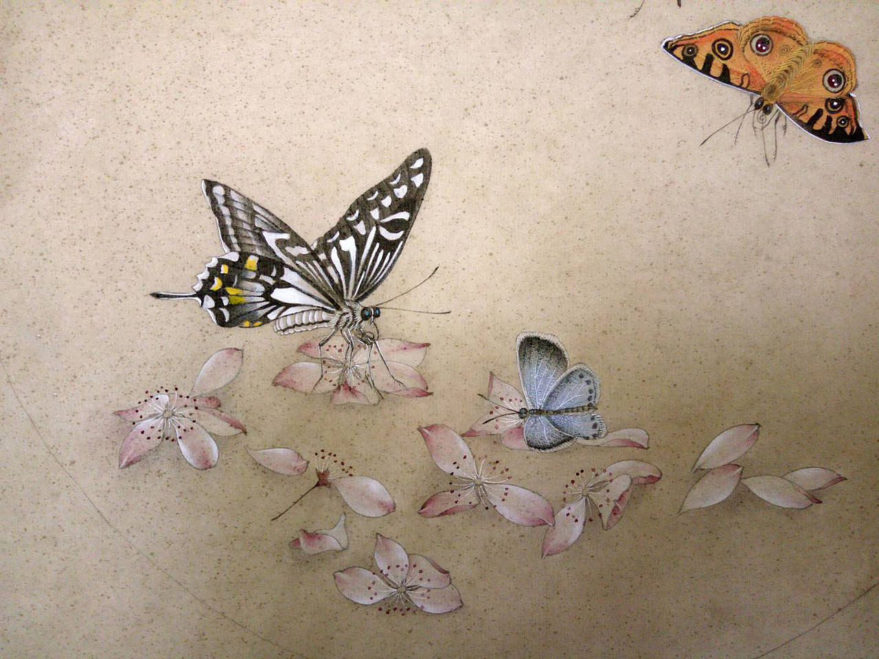 手绘-工笔-蝴蝶