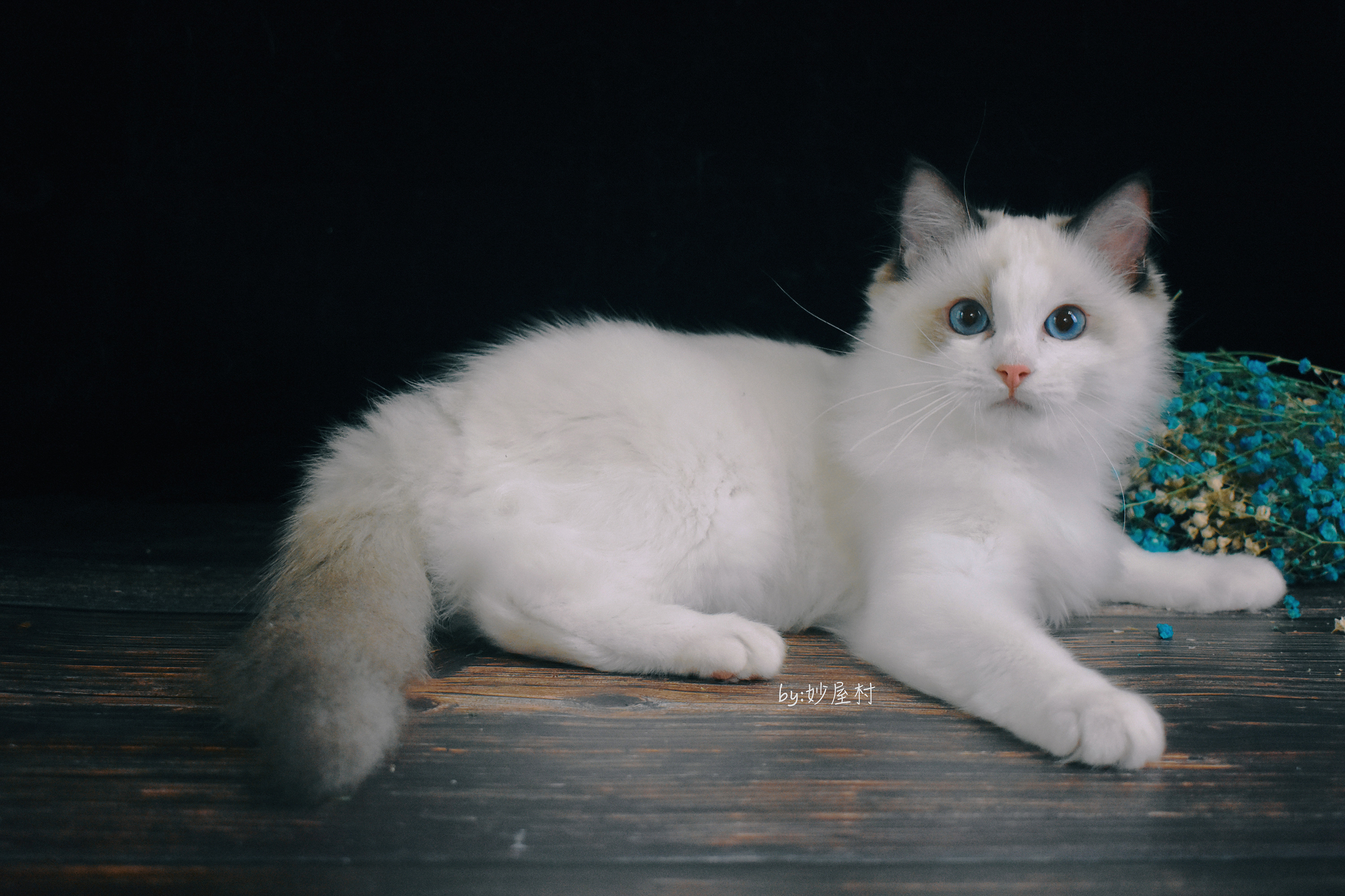 我是一只简单的布偶猫