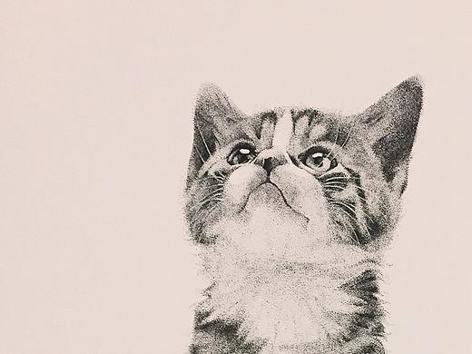 针管笔点绘宠物