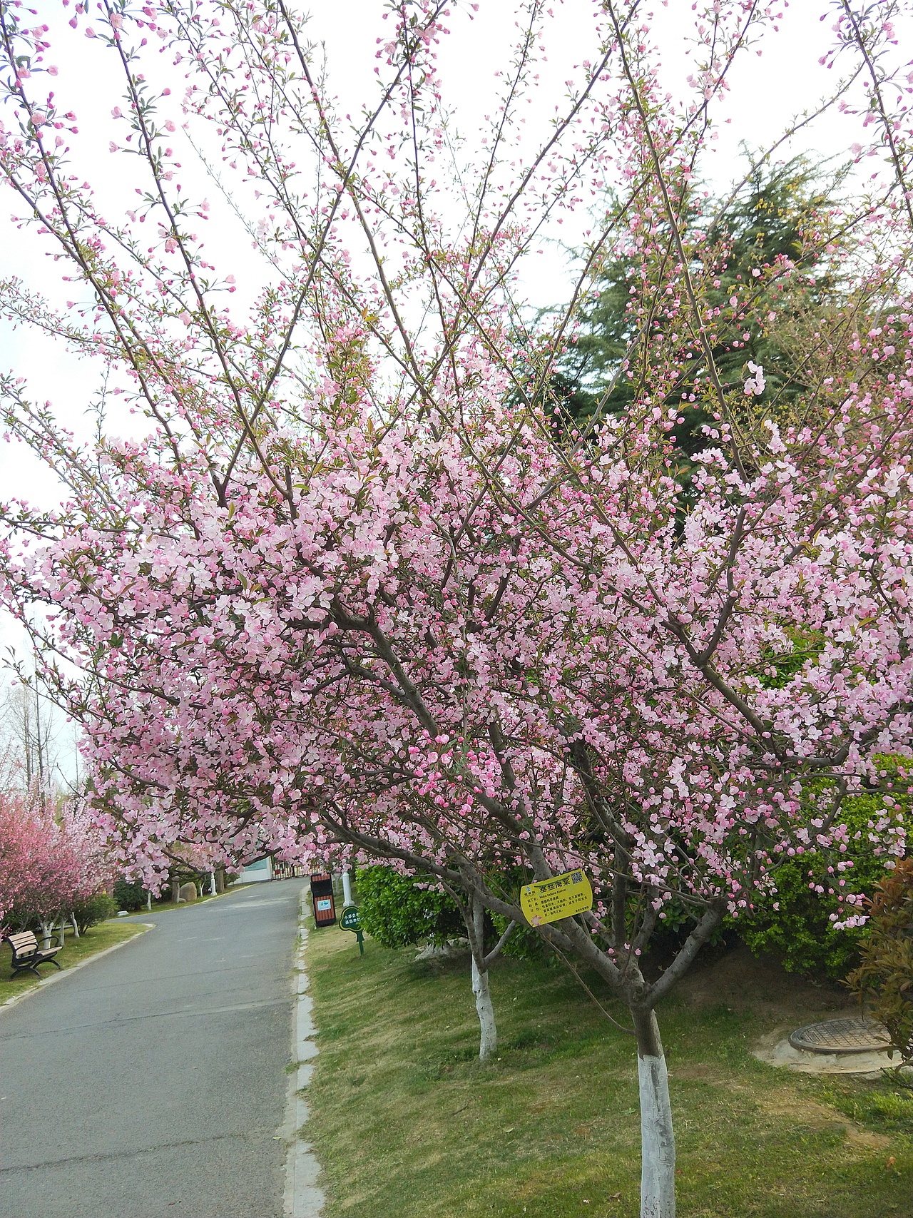 垂丝海棠（图ZMjAyNDE3MTky） - 风光摄影 - 站酷设计师云行雨施原创素材 - 站酷ZCOOL