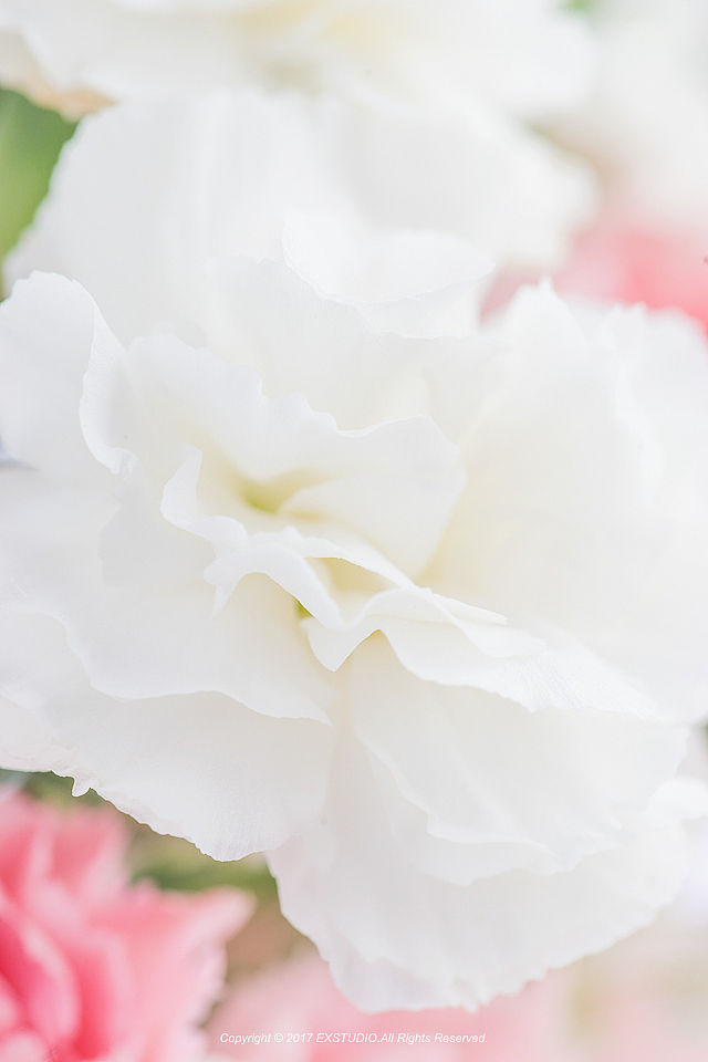 沙拉拉的厨房,母亲节特约拍摄