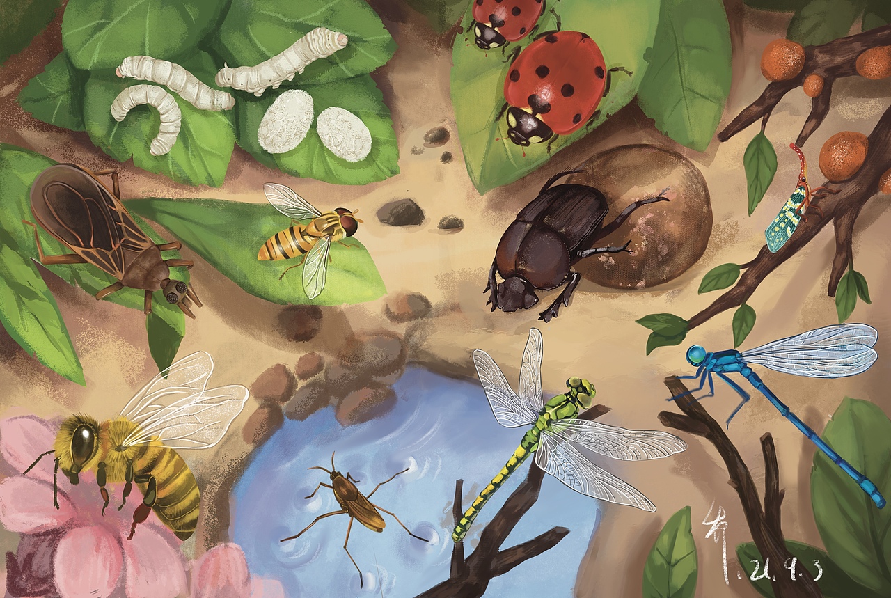 昆虫插图（图ZMjcwOTk4Nzg0） - 绘本 - 站酷设计师乔48121原创素材 - 站酷ZCOOL