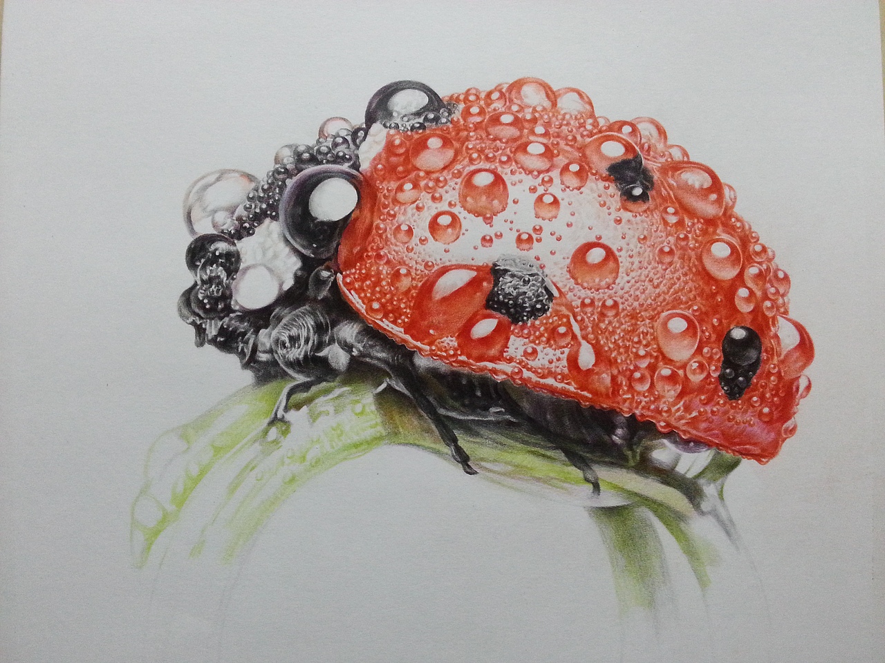 小世界微观写实彩铅画