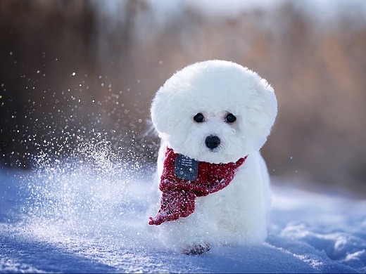 哈尔滨# 【雪中的比熊犬-七七】摄影-宠物摄影3200