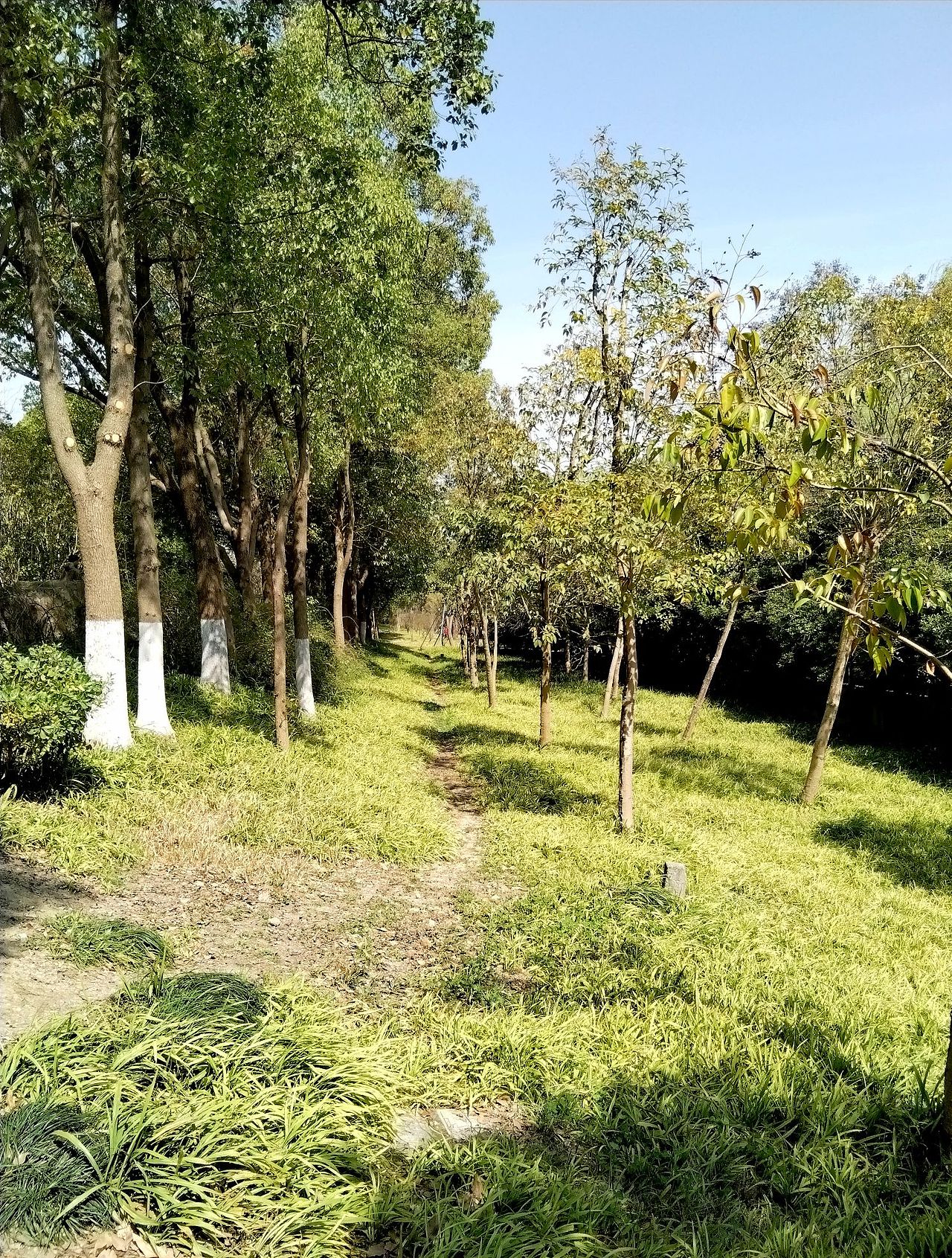 3月实拍！宝山.虎林园（图ZMzY0ODMzMzAw） - 风光摄影 - 站酷设计师东逛西摄原创素材 - 站酷ZCOOL