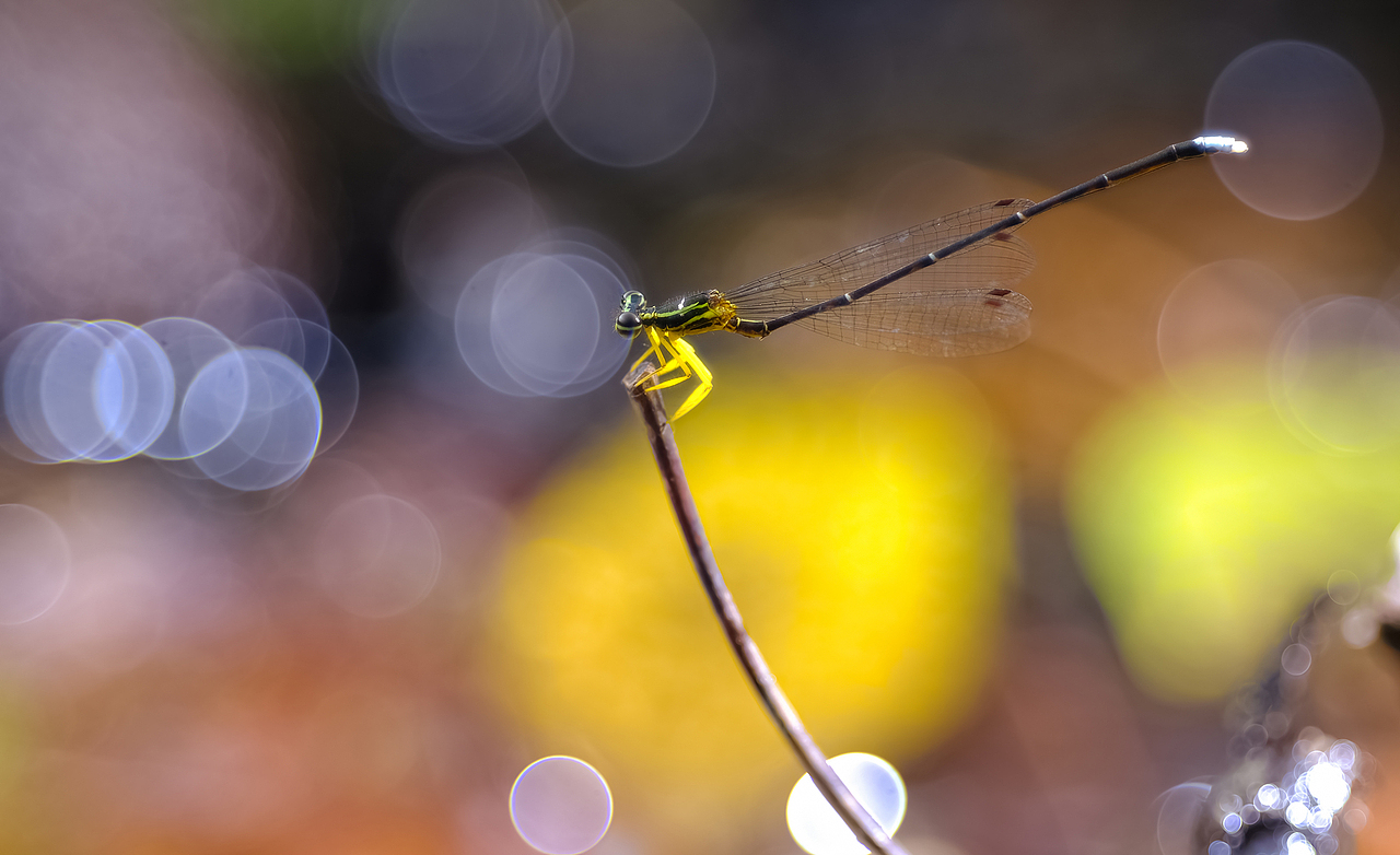 泡泡生态微小品