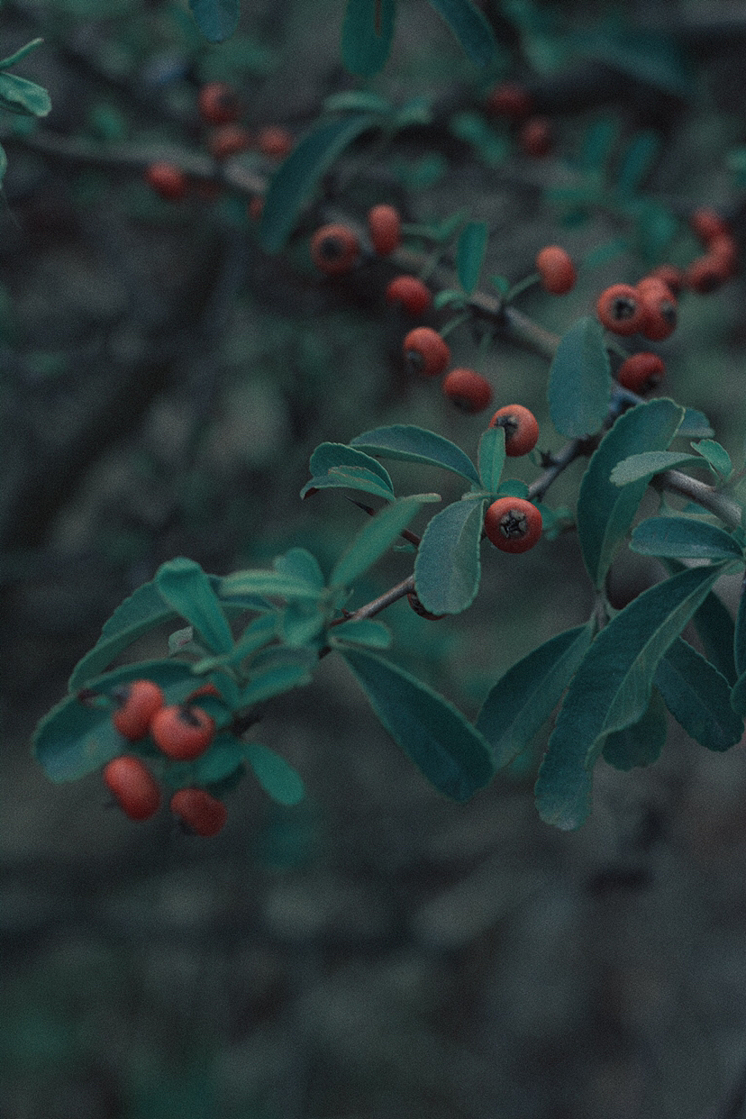 绿色的尾巴（图ZMzIxMzM5ODc2） - 风光摄影 - 站酷设计师Rihiyo原创素材 - 站酷ZCOOL