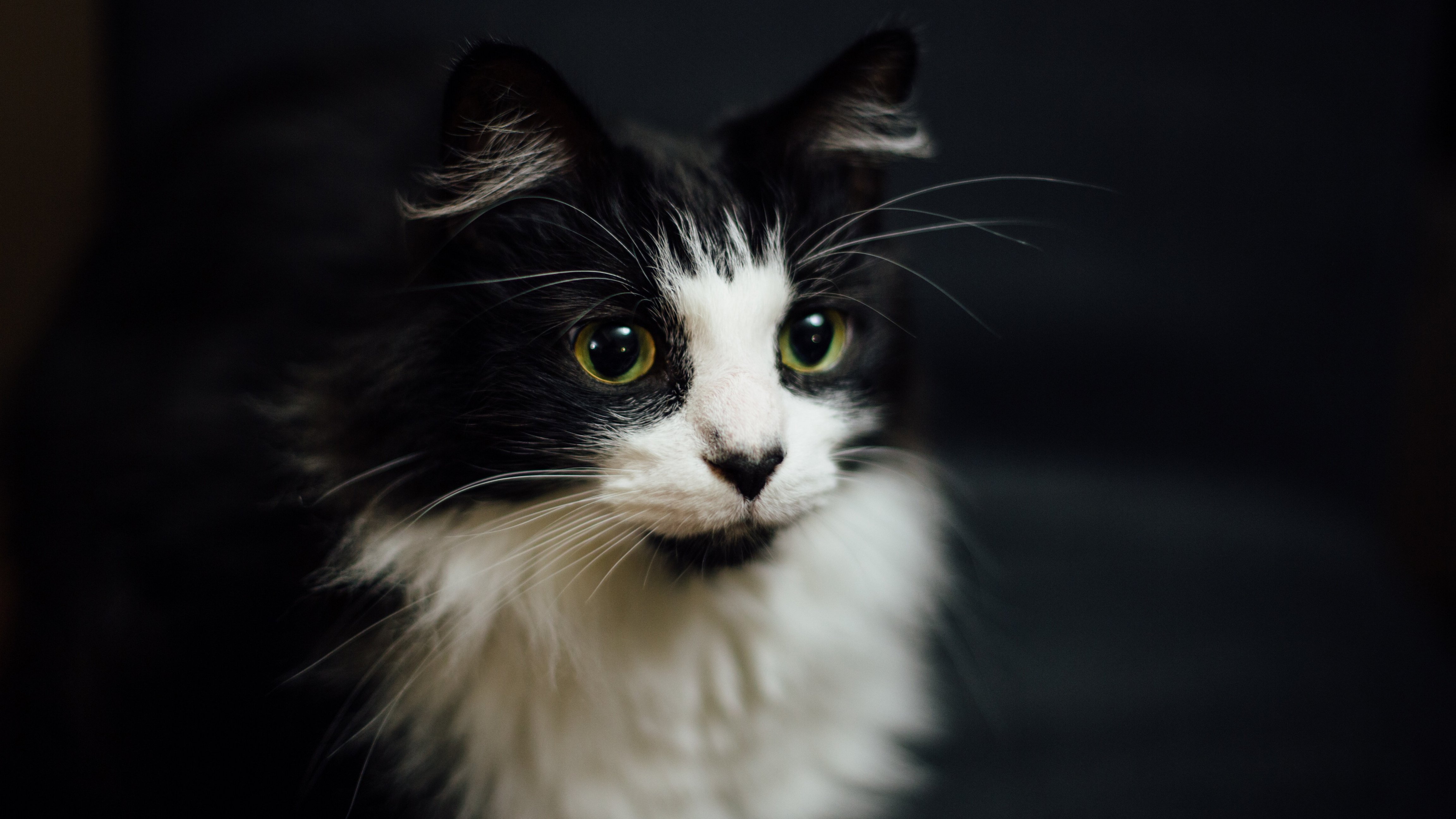 王柳树的个人主页（封面预览） - 主页封面设置 - 站酷设计师王柳树原创素材 - 站酷ZCOOL