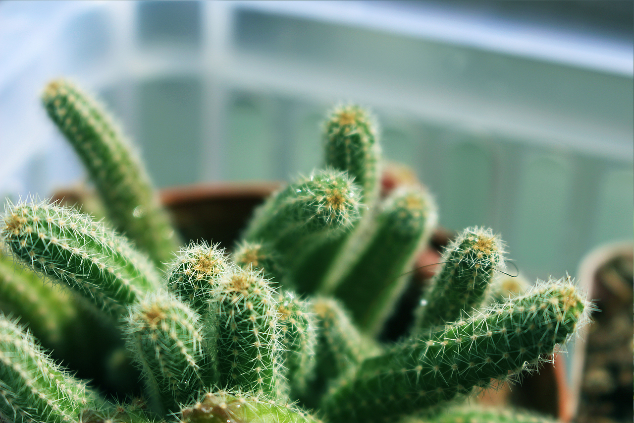 无肉不欢（图ZMTA5NTk2NTg4） - 产品摄影 - 站酷设计师Y阿九原创素材 - 站酷ZCOOL