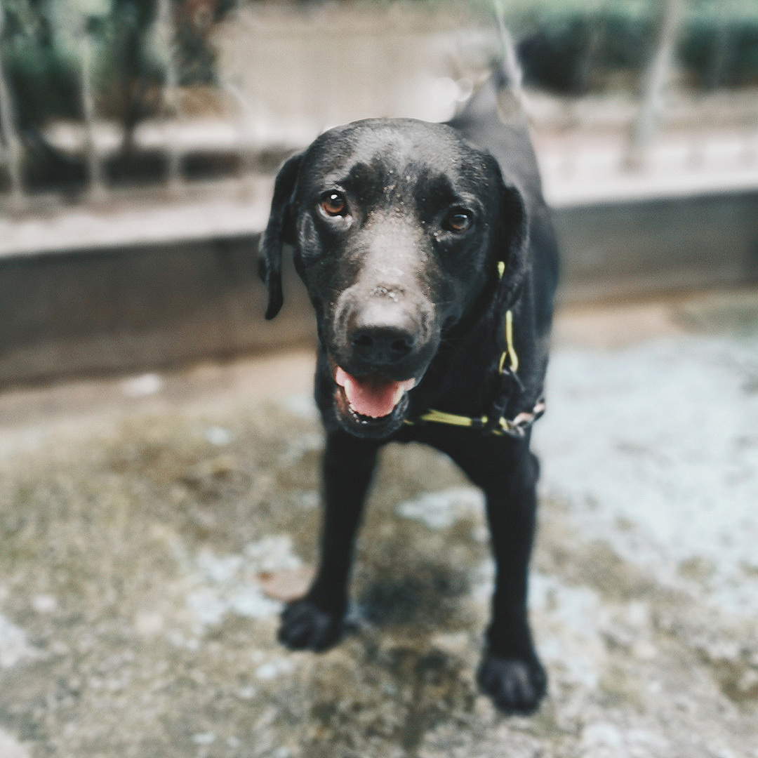 广州西村 - 那些值得记录的人和事