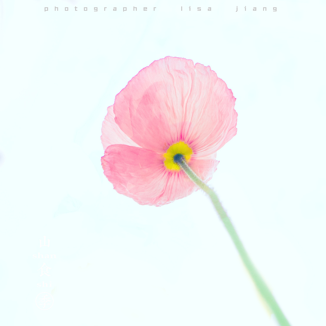 小品四季（图ZMTA4NTgyNjU2） - 产品摄影 - 站酷设计师挲lisa原创素材 - 站酷ZCOOL