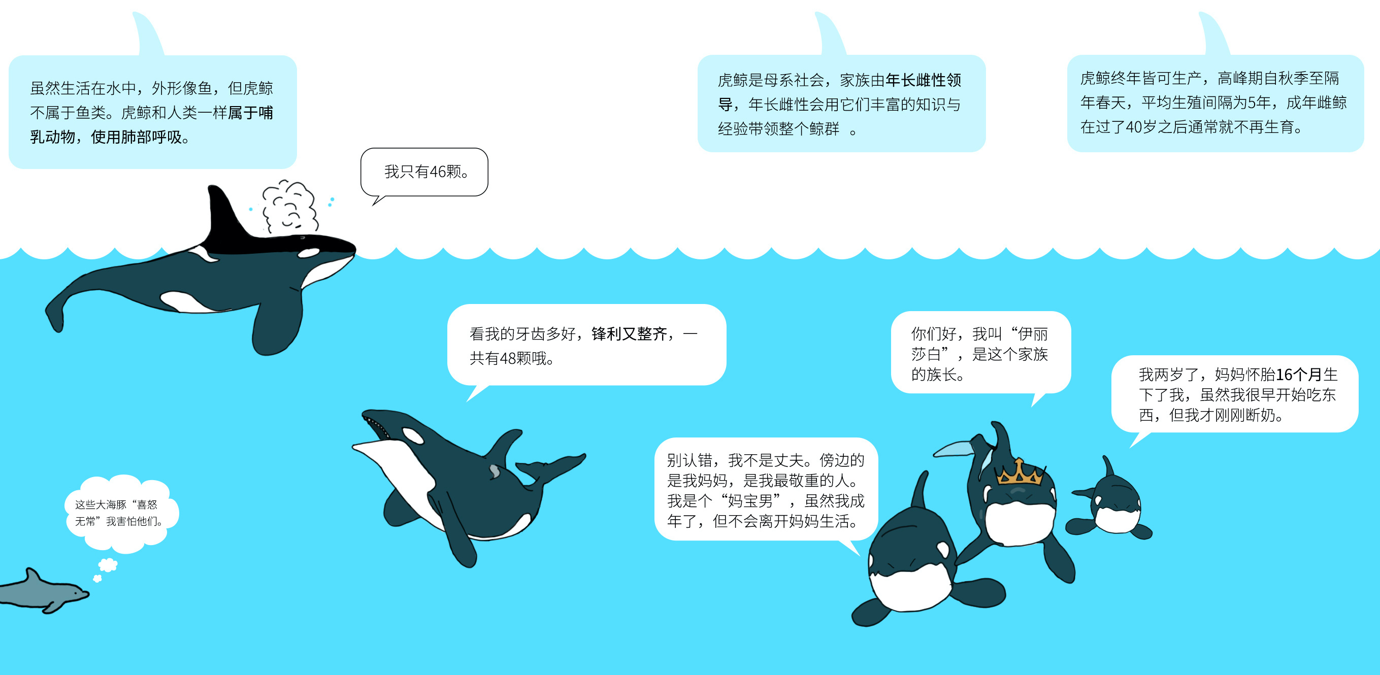 长图介绍海洋动物-虎鲸