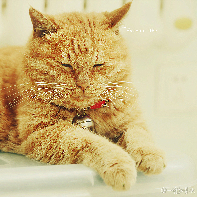 胖虎的日常（一）消魂睡姿集锦（图ZNTM1NTk2MTI=） - 宠物摄影 - 站酷设计师baggiokiva原创素材 - 站酷ZCOOL