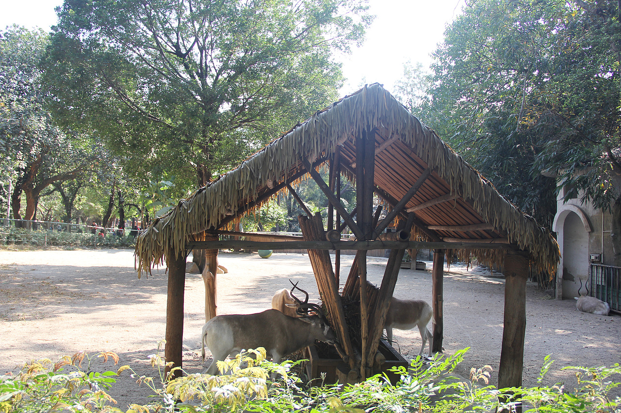 万物可爱（图ZMTk5OTY3NTA0） - 宠物摄影 - 站酷设计师小红帽JN原创素材 - 站酷ZCOOL