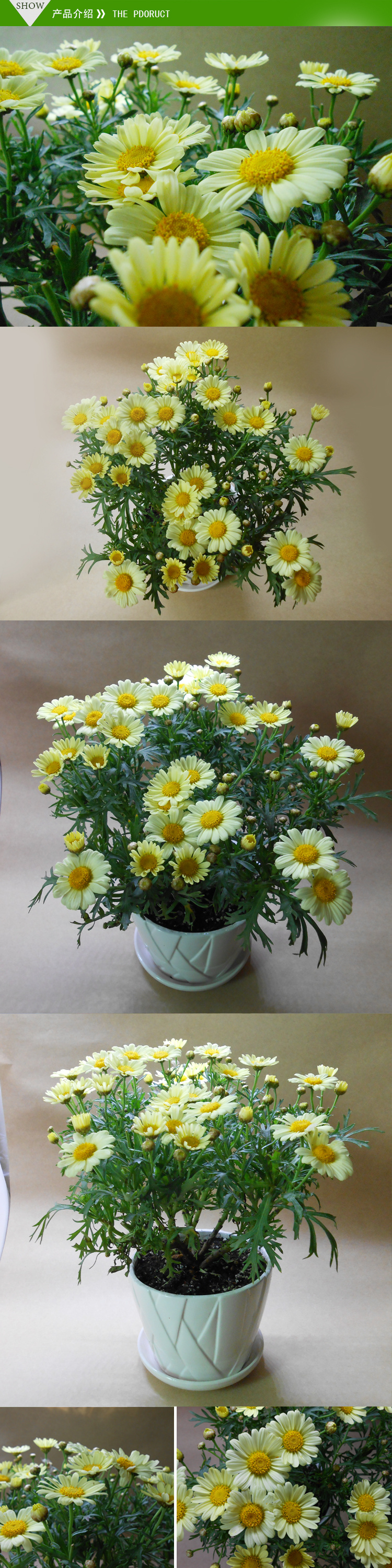 开花的小雏菊,真心好看~但是现在只能预定呢