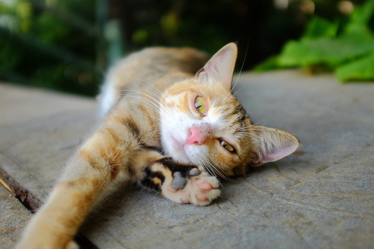 翠竹公园（图ZMTg3OTE1Mjgw） - 人文/纪实摄影 - 站酷设计师风流阿k原创素材 - 站酷ZCOOL