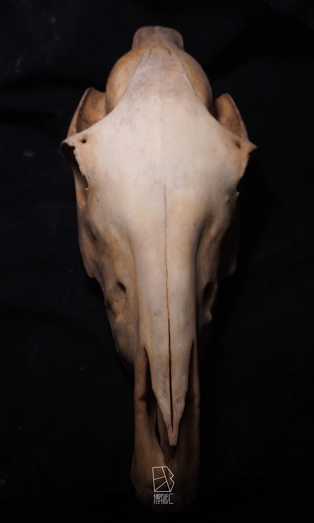 骨雕艺术摆件 骨摄影（图ZMjY0NDE2MjEy） - 工艺品设计 - 站酷设计师潦草线条原创素材 - 站酷ZCOOL