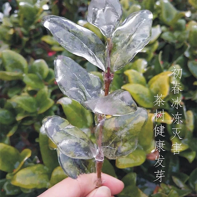 明前采茶拍摄日记（图ZMjU2NzkyNzk2） - 风光摄影 - 站酷设计师食品包装商标原创素材 - 站酷ZCOOL