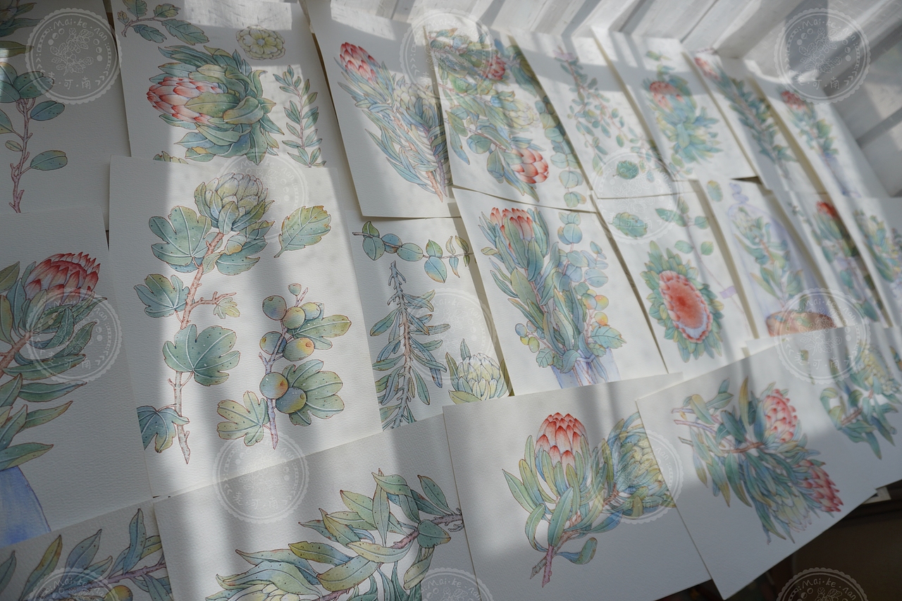 钢笔淡彩——南非帝王花商稿!