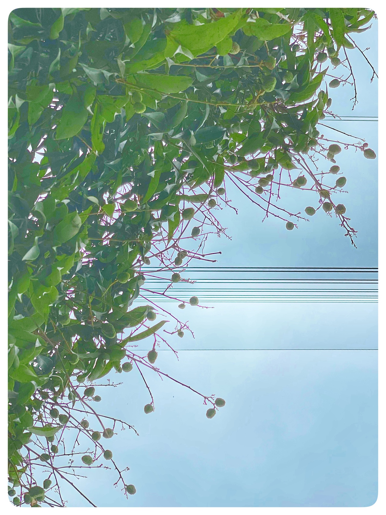 燕草如碧丝秦桑低绿枝