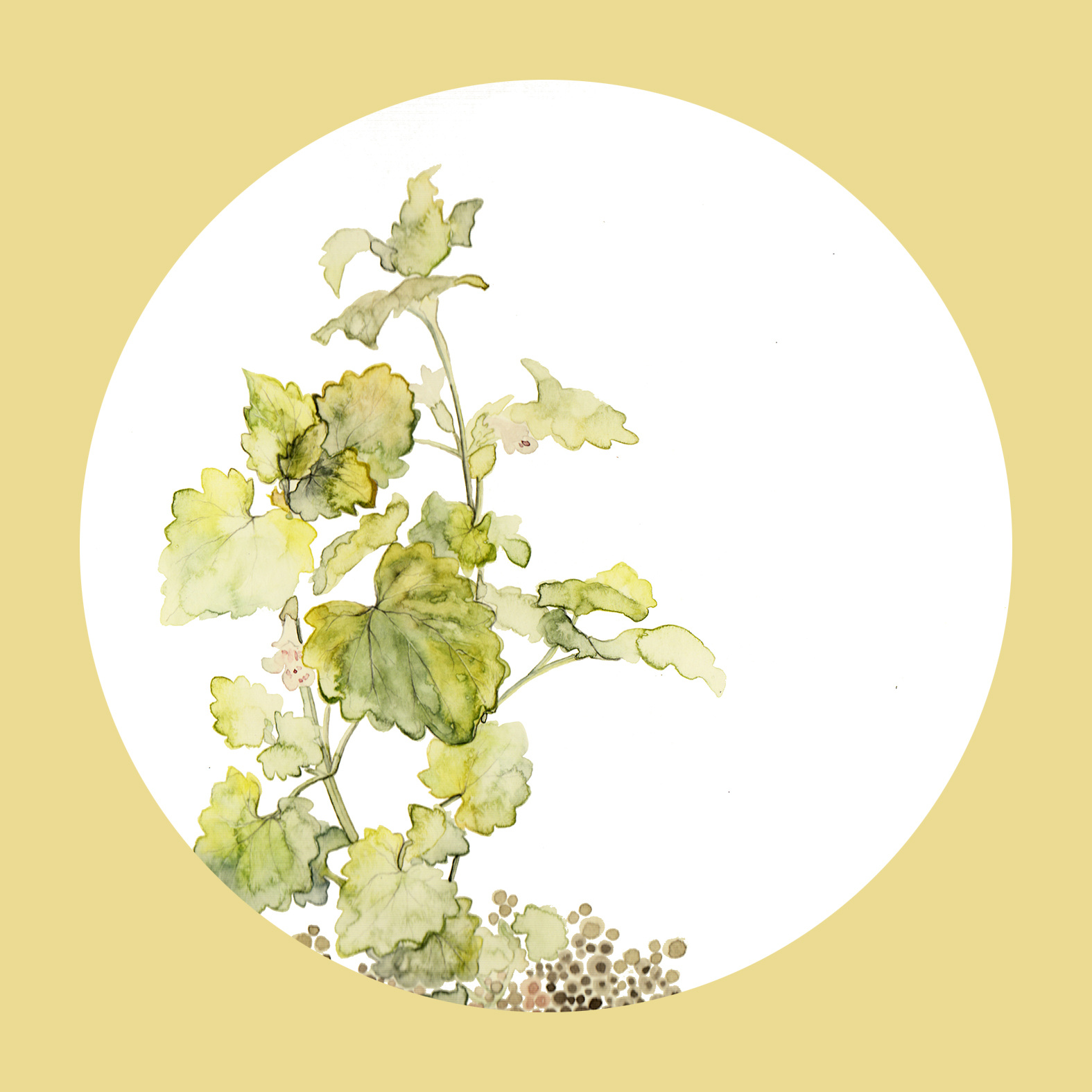 植物生长——连钱草