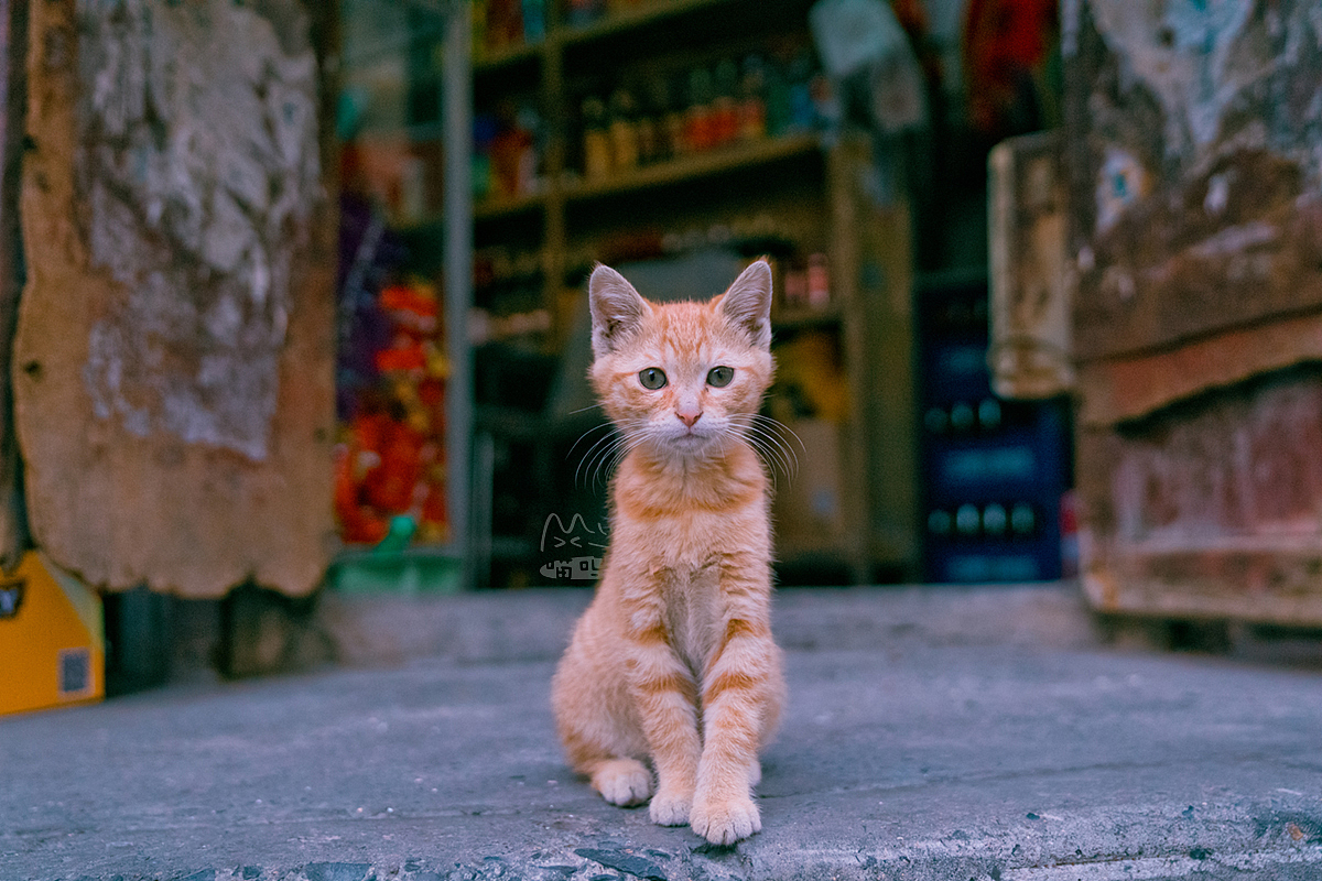 上海老城街铺里，那些自在生活的猫猫们！（图ZMTAwODk3Mzky） - 宠物摄影 - 站酷设计师喵呜不停原创素材 - 站酷ZCOOL
