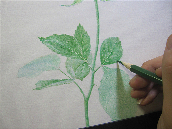 纸上彩铅--《玫瑰系贰》随录（图ZMTIwNjAzMzI=） - 绘画 - 站酷设计师超超的青葱原创素材 - 站酷ZCOOL