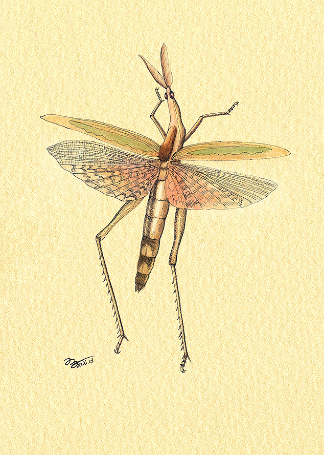 OY手绘:昆虫速写