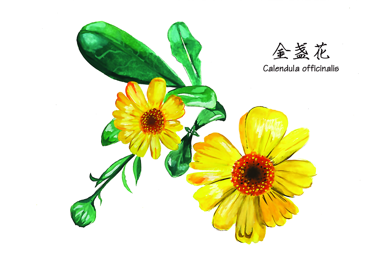植物插画（图ZMjg4ODMwNTI=） - 商业插画 - 站酷设计师在下陈三岁_原创素材 - 站酷ZCOOL