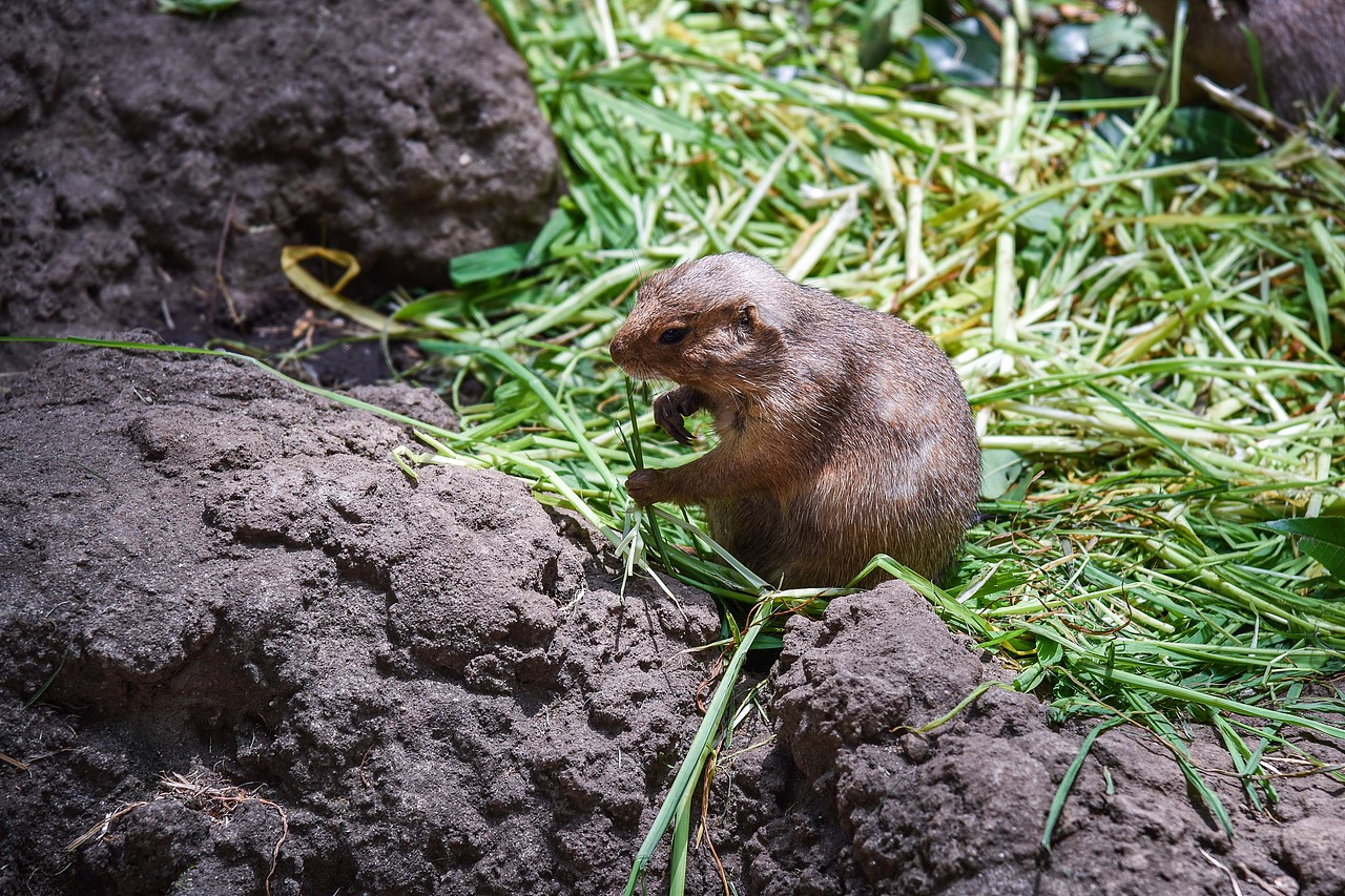 之前拍摄的一些小动物（图ZMTk1ODM0MzEy） - 风光摄影 - 站酷设计师球儿张原创素材 - 站酷ZCOOL