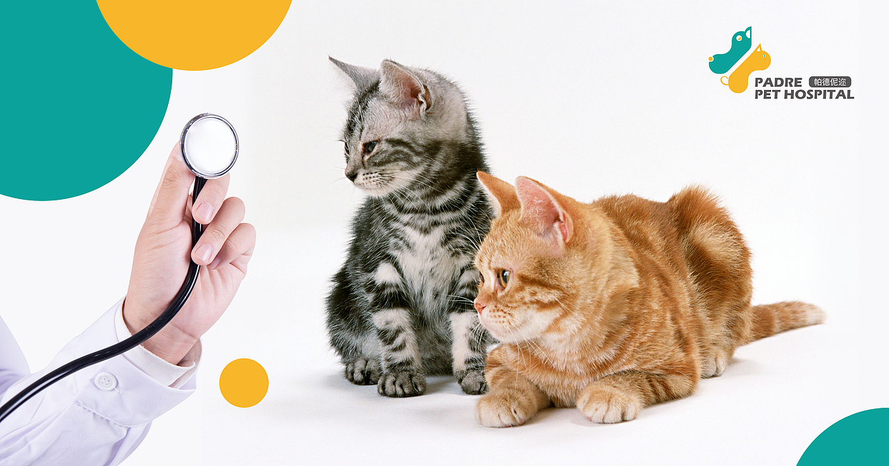 【logo设计】帕德伲迩宠物医院 #追赤视觉