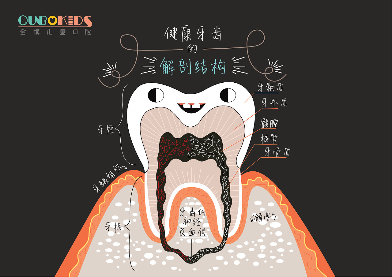 牙齿解剖图|插画|儿童插画|Z31199691 - 原创作品 - 站酷 (ZCOOL)