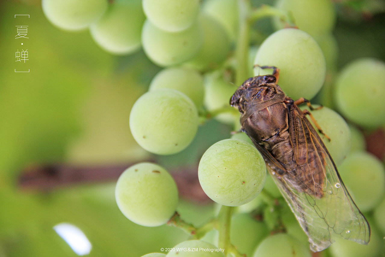 《 夏 · 蝉 》