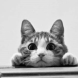 猫七柒的头像