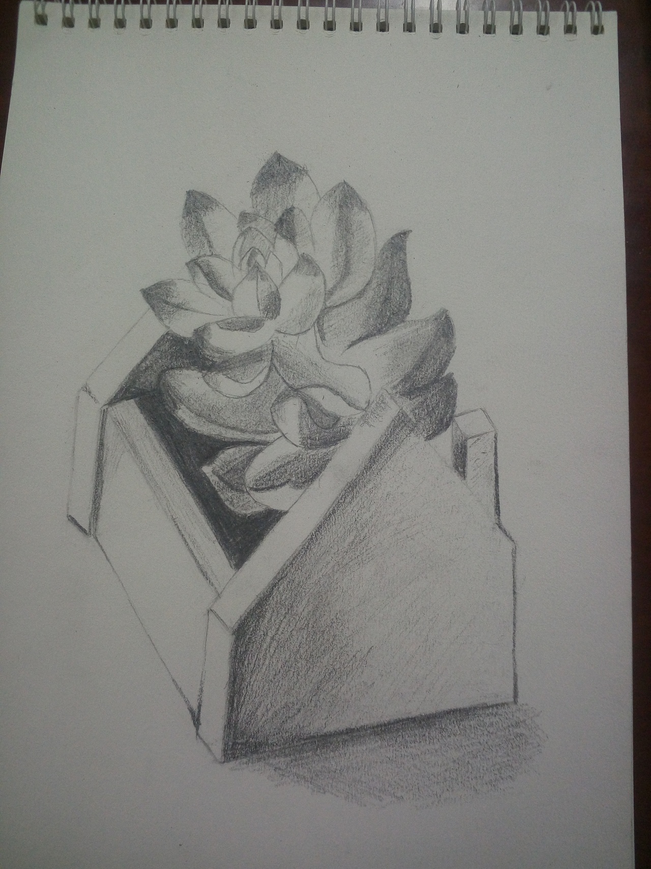 多肉小盆栽|纯艺术|素描|时间的漩涡yy - 原创作品 - 站酷 (zcool)