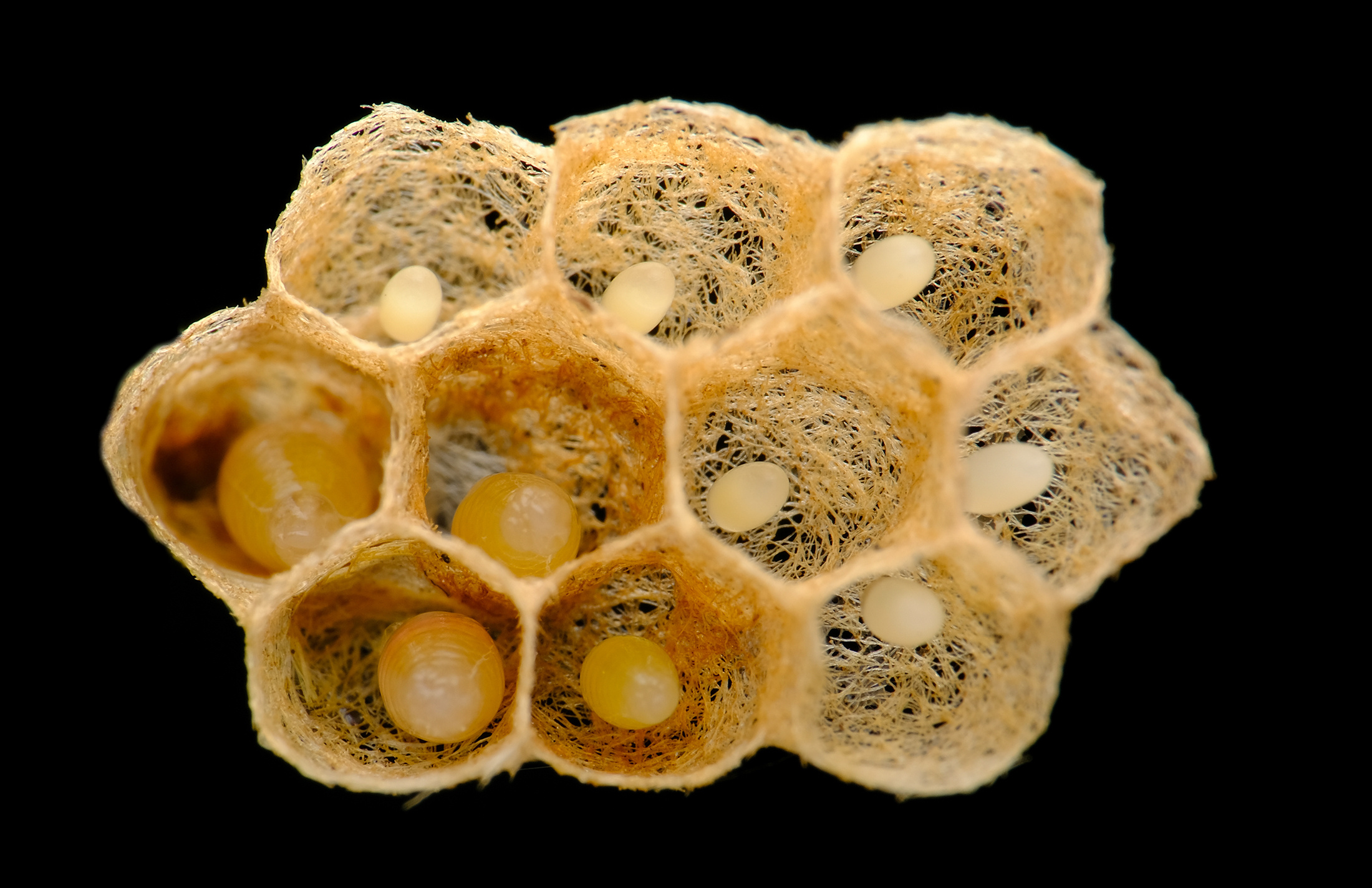 美妙的微观世界_瓜哥微距摄影-站酷zcool