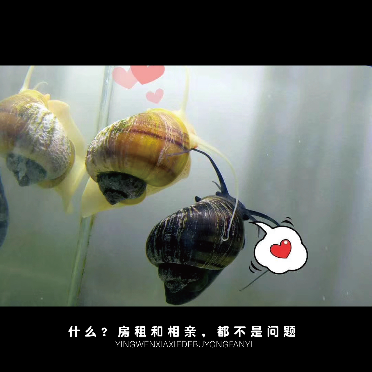 贵在真实（图ZMjE1NDMyMTQw） - 其他 - 站酷设计师派大星的回合抽牌原创素材 - 站酷ZCOOL