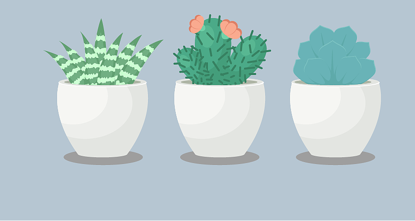 多肉植物插画（图ZOTcwODE5NDA=） - 创作习作 - 站酷设计师未来思潮原创素材 - 站酷ZCOOL