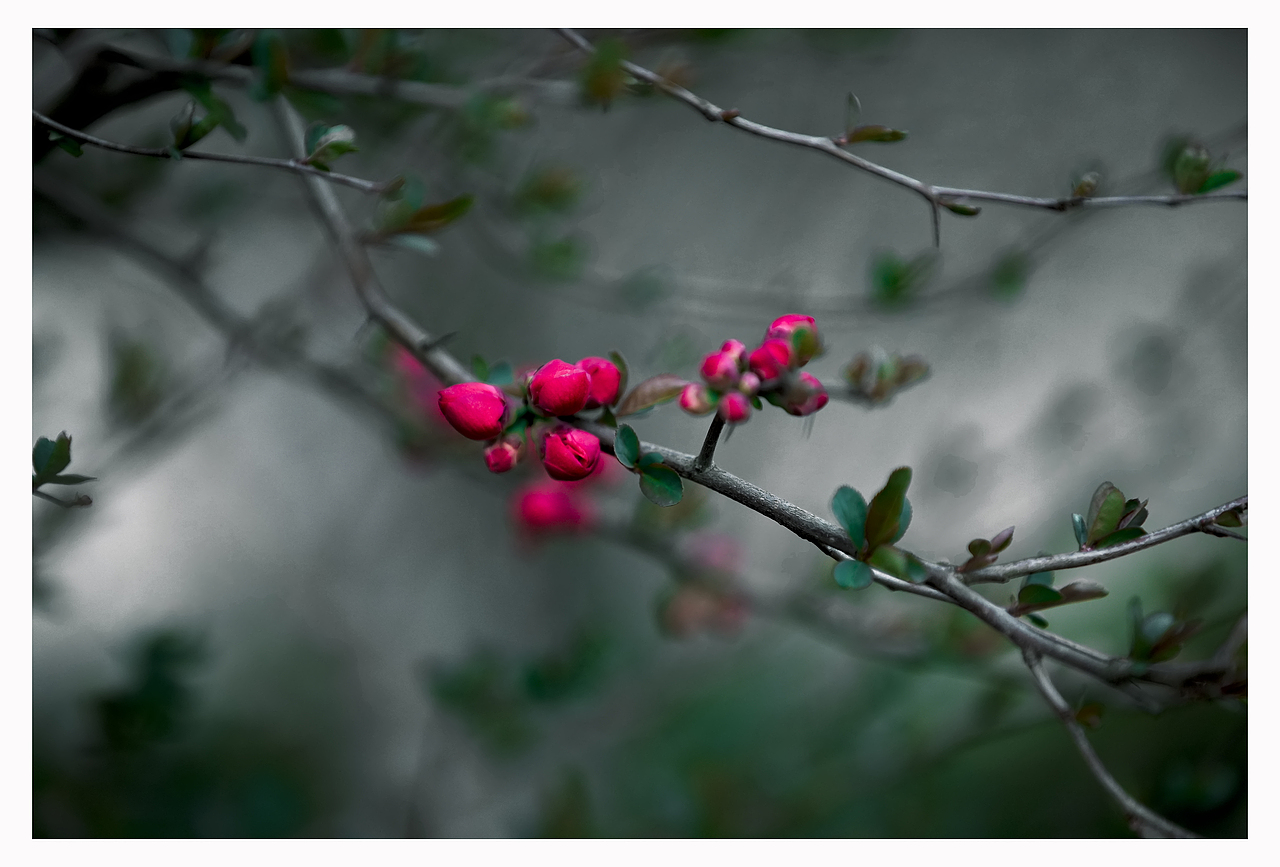 春花（图ZMjkzMjIwODMy） - 人文/纪实摄影 - 站酷设计师金徽高旭原创素材 - 站酷ZCOOL