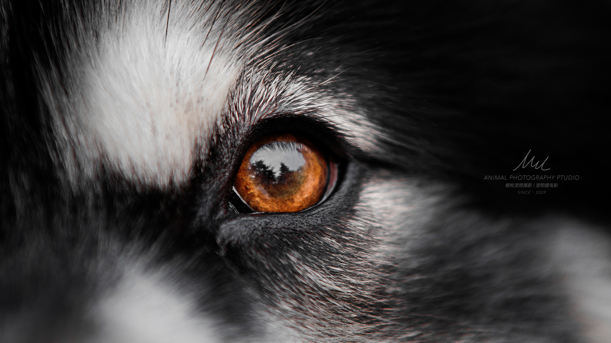 超级黑black texture|摄影|动物|穆牧摄影 - 原创作品 - 站酷 (zcool)