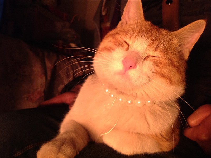 辛勤的猫奴一枚（图ZMjYxMDQwNDg=） - 其他 - 站酷设计师夏尛寞滴原创素材 - 站酷ZCOOL