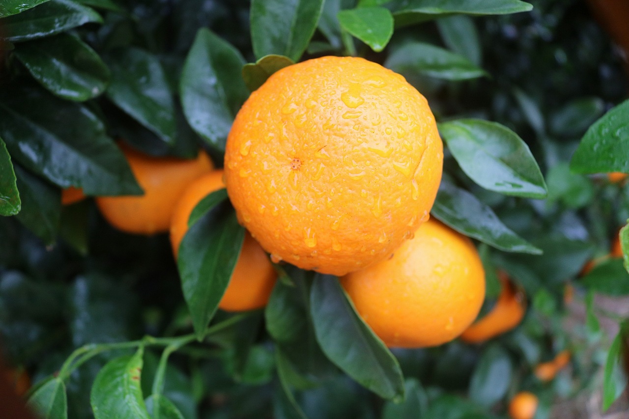 武鸣沃柑 老男人果品