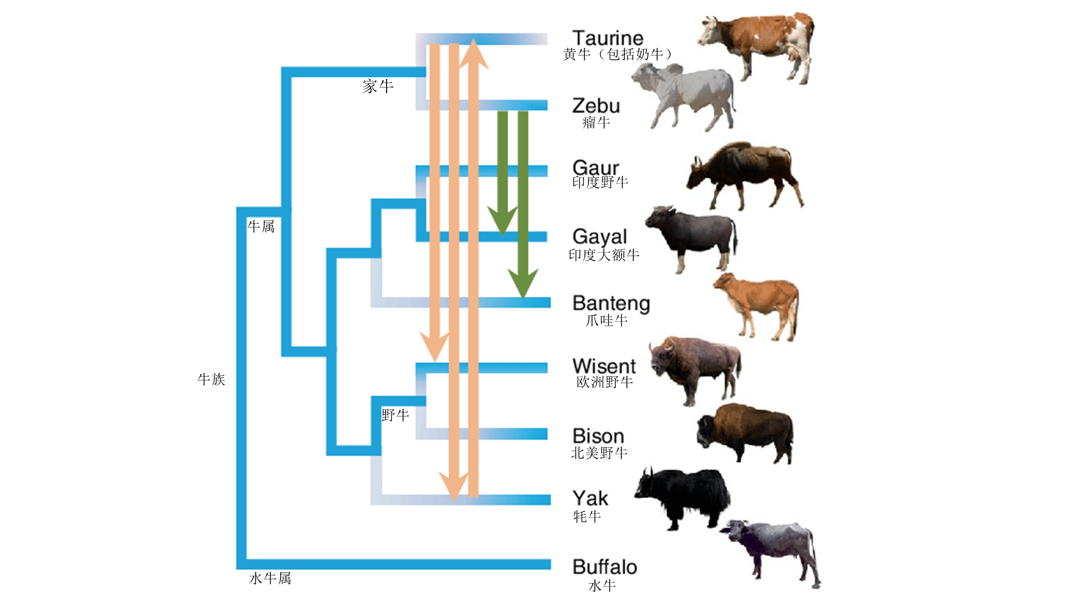 牛的起源和演变过程图片