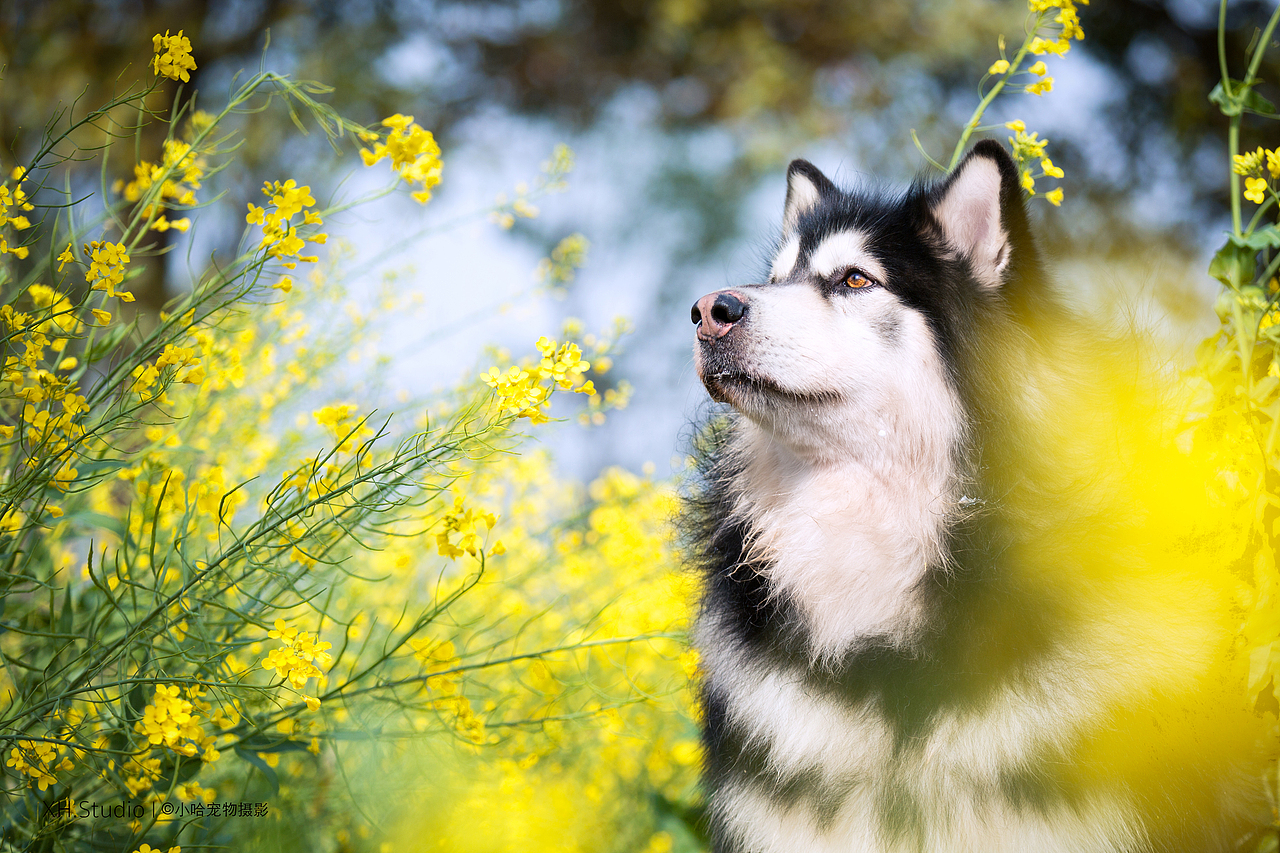 合集三【小哈宠物摄影】（图ZMjM4NTI5NDU2） - 宠物摄影 - 站酷设计师小哈_ZwQ原创素材 - 站酷ZCOOL