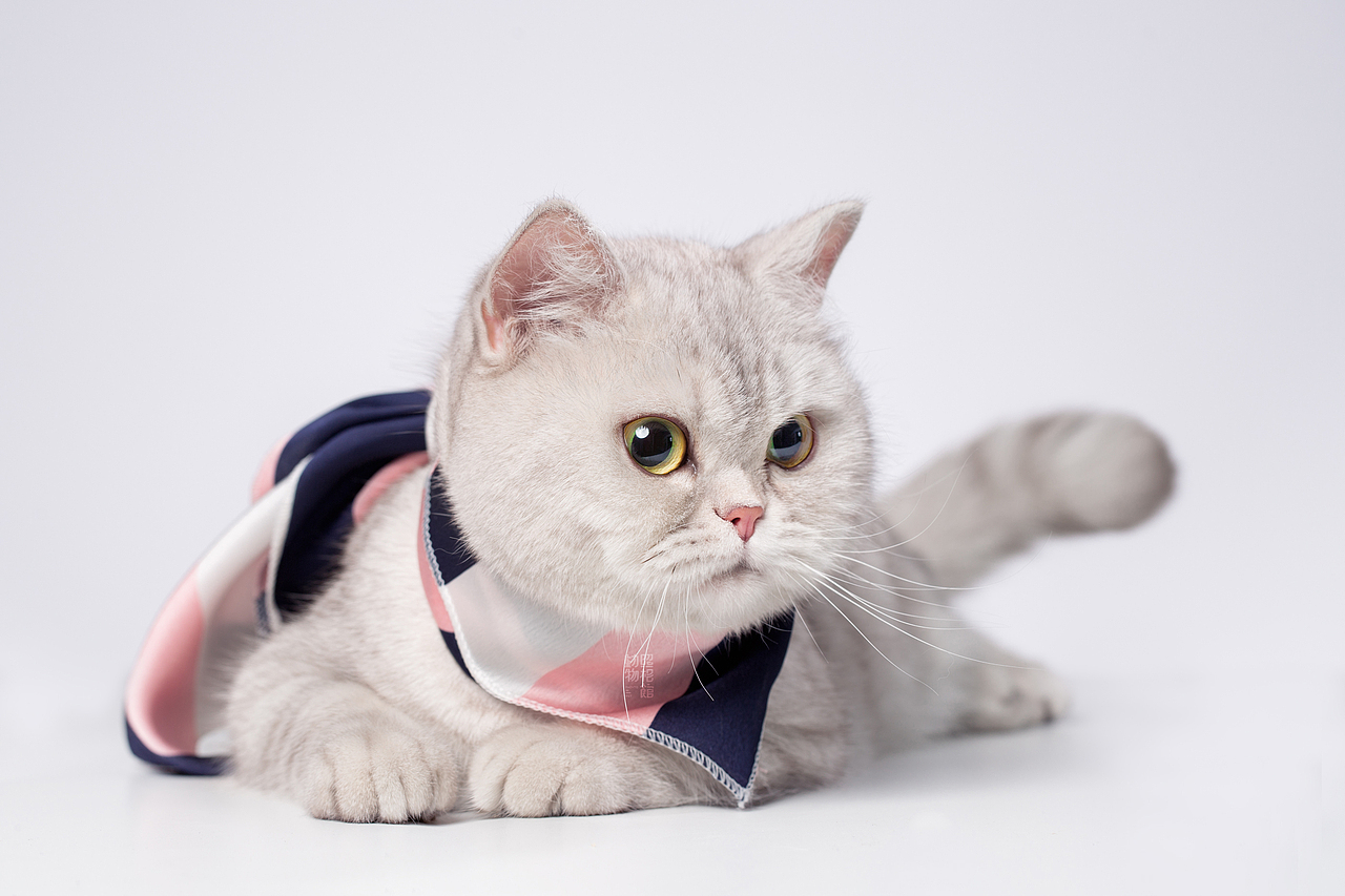 【動物照相館】孕妈美照