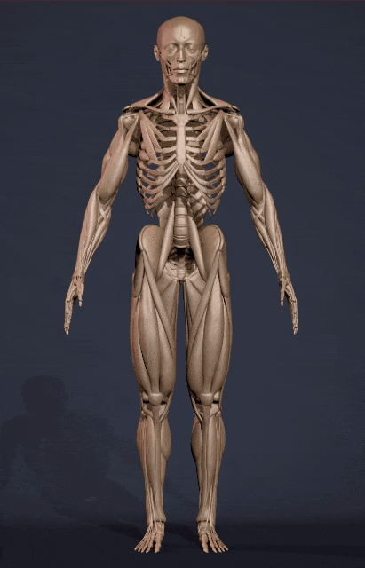 立体全身解剖模拟图片