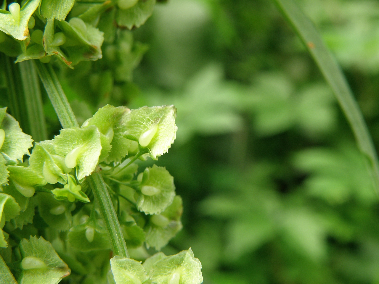 微距人生（图ZMjg0MDQwMA==） - 产品摄影 - 站酷设计师lmzlucky12原创素材 - 站酷ZCOOL