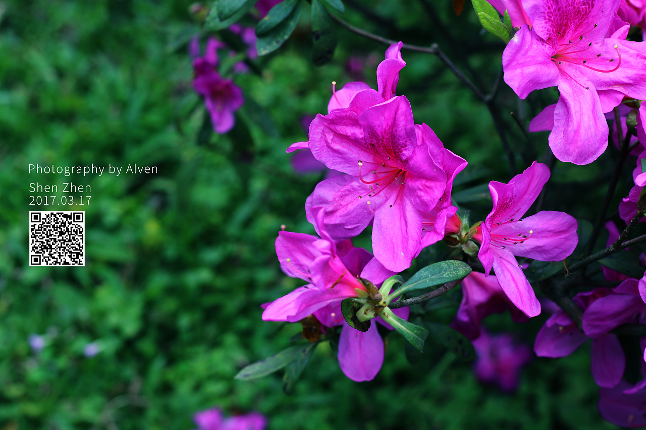 春日公园花草树木绿色摄影 春天唯美绿意主题拍照旅游照