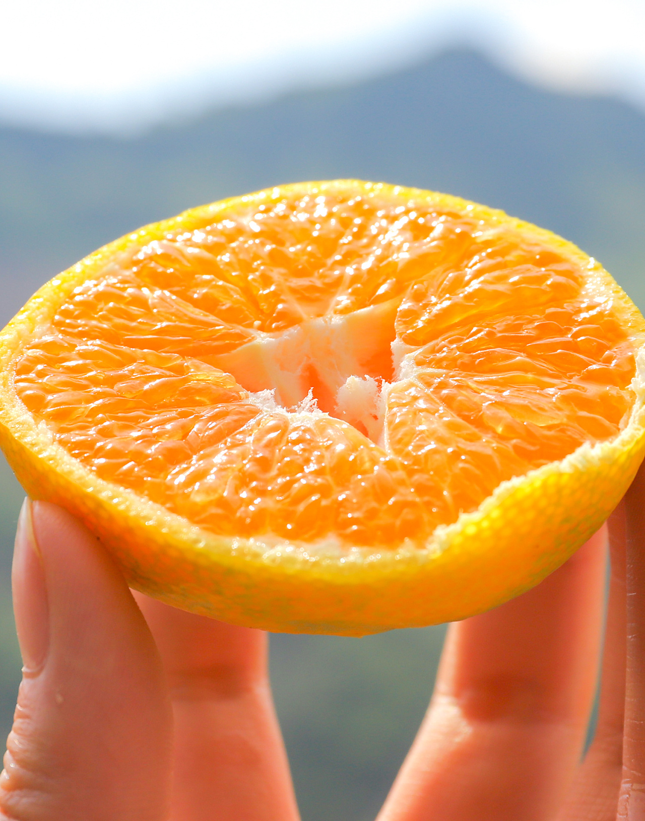 水果拍摄-云南华宁无籽蜜桔